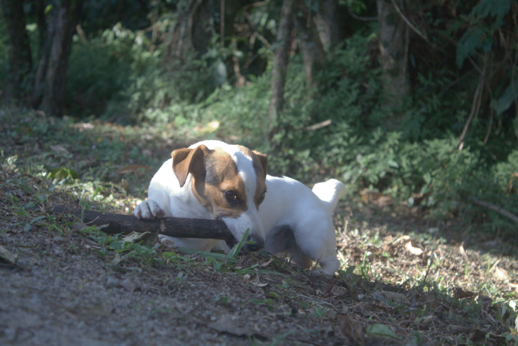 trilha bunmi2_01_07_2025